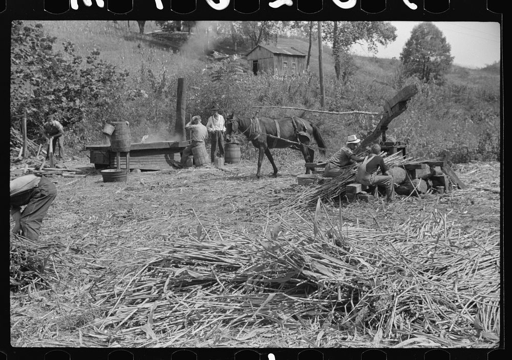 At right, pressing juice from sugarcane. At left boiling it into sorghum molasses. Racine, West Virginia. Sourced from the…