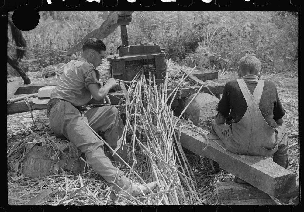 [Untitled photo, possibly related to: Pressing juice from sugarcane to make sorghum, Racine, West Virginia]. Sourced from…