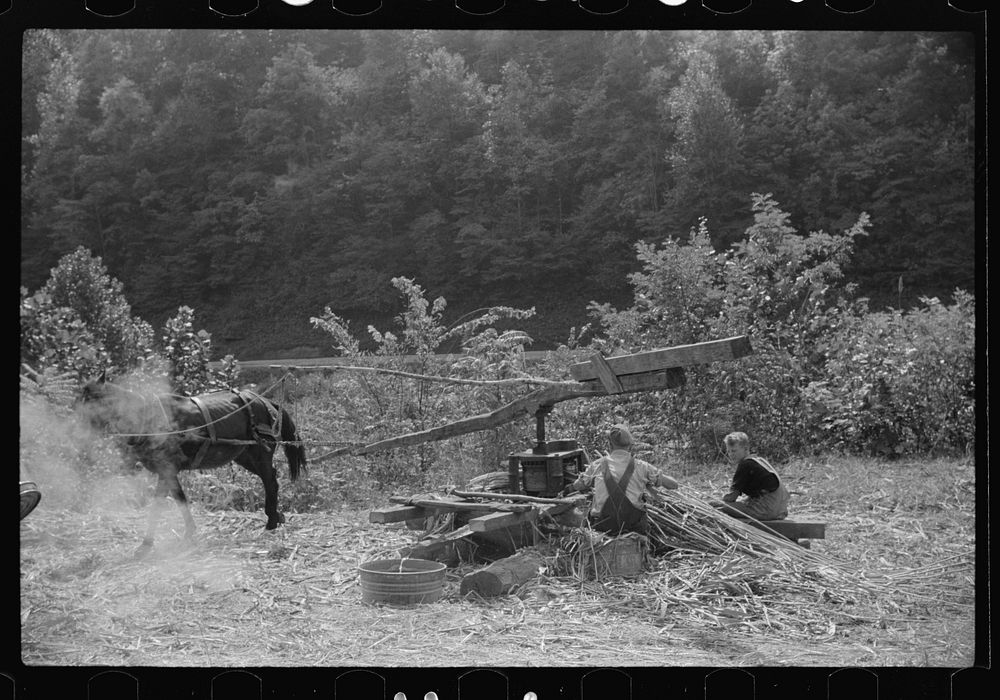 Pressing juice from sugarcane to make sorghum molasses, Racine, West Virginia. Sourced from the Library of Congress.