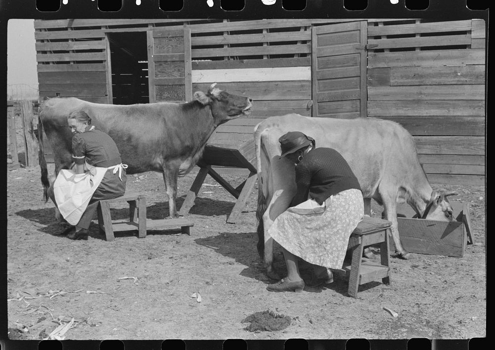 Mrs. Watkins, FSA (Farm Security Administration) borrower, and her helper, milking cows. She sells from eight to ten pounds…