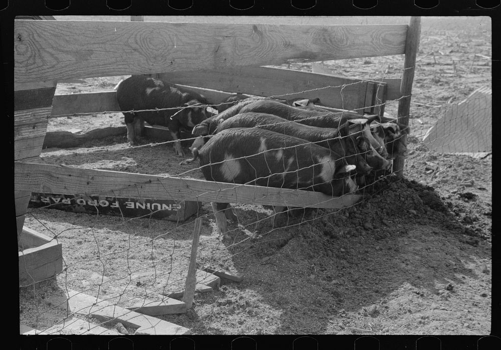 [Untitled photo, possibly related to: Hogs belonging to Mrs. Brown, FSA (Farm Security Administration) borrower, on Prairie…