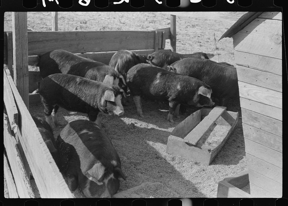 Hogs belonging to Mrs. Brown, FSA (Farm Security Administration) borrower, on Prairie Farms, Alabama by Marion Post Wolcott