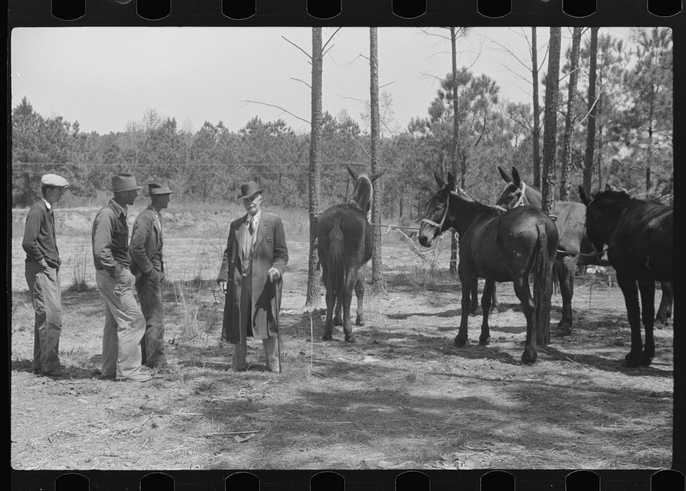 Horse and mule traders from Atlanta set up temporary camp to sell to nearby farmers near Covington, Georgia. Sourced from…