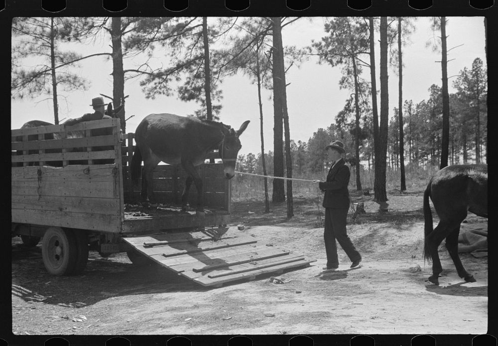 Horse and mule traders from Atlanta set up temporary camp to sell to nearby farmers near Covington, Georgia. Sourced from…