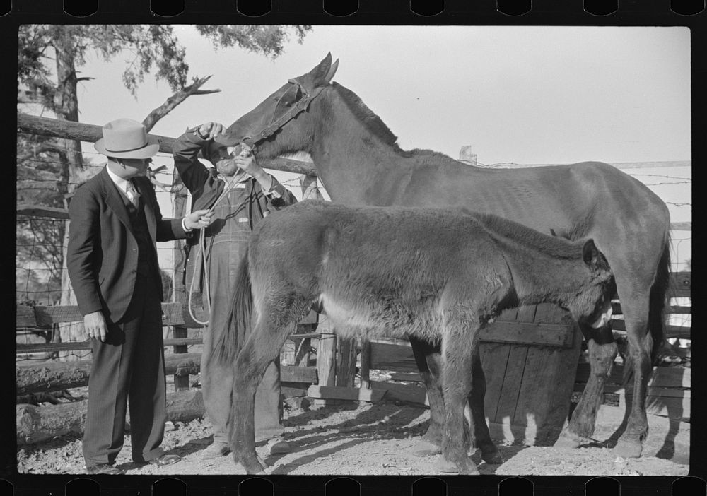 Mr. Hydrick, county supervisor, and Mr. Melody Tillery examining mouth and teeth of his mare, which has mule colt. Pike…