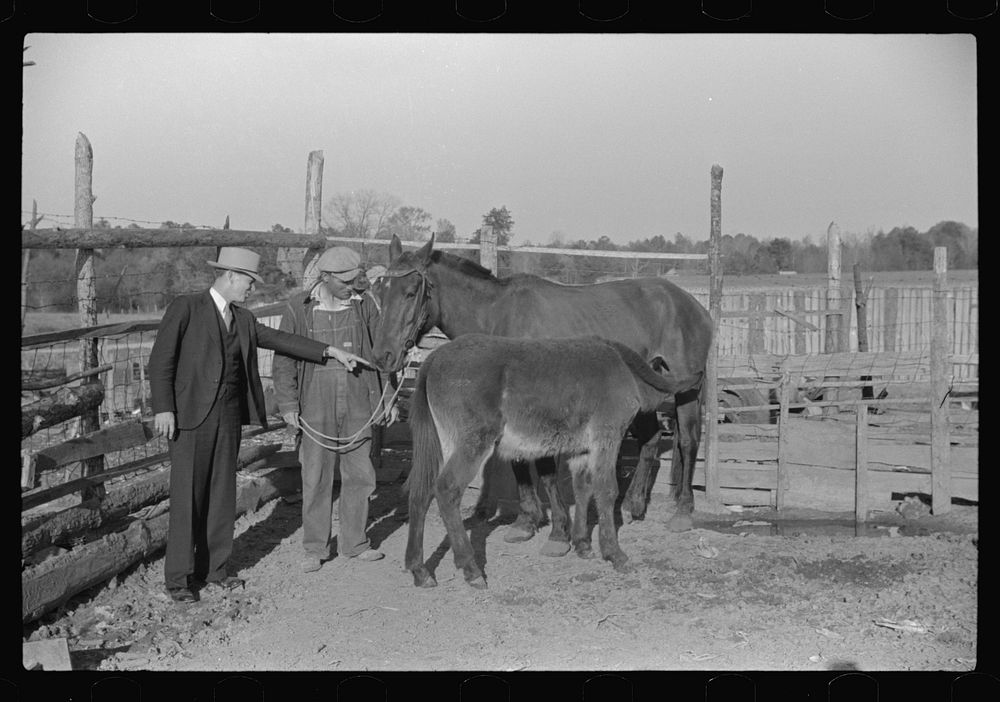 Mr. Hydrick, county supervisor, examining Melody Tillery's (rural rehabilitation client) mare and mule colt. Pike County…
