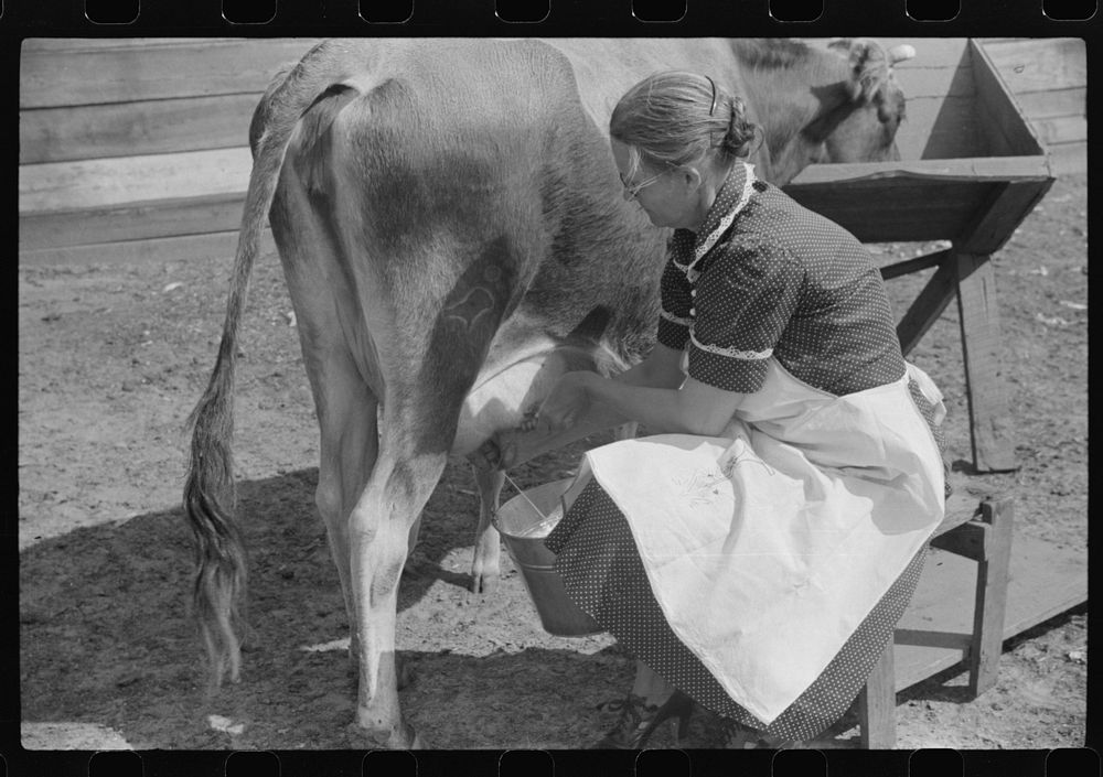 Mrs. Watkins, FSA (Farm Security Administration) borrower, Coffee County, Alabama, has two milk cows. She sells eight to ten…