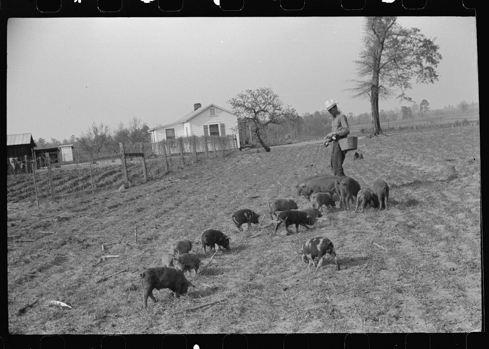 Mr. Jones, FSA (Farm Security Administration) borrower, with his shoats. Coffee County, Alabama. Sourced from the Library of…