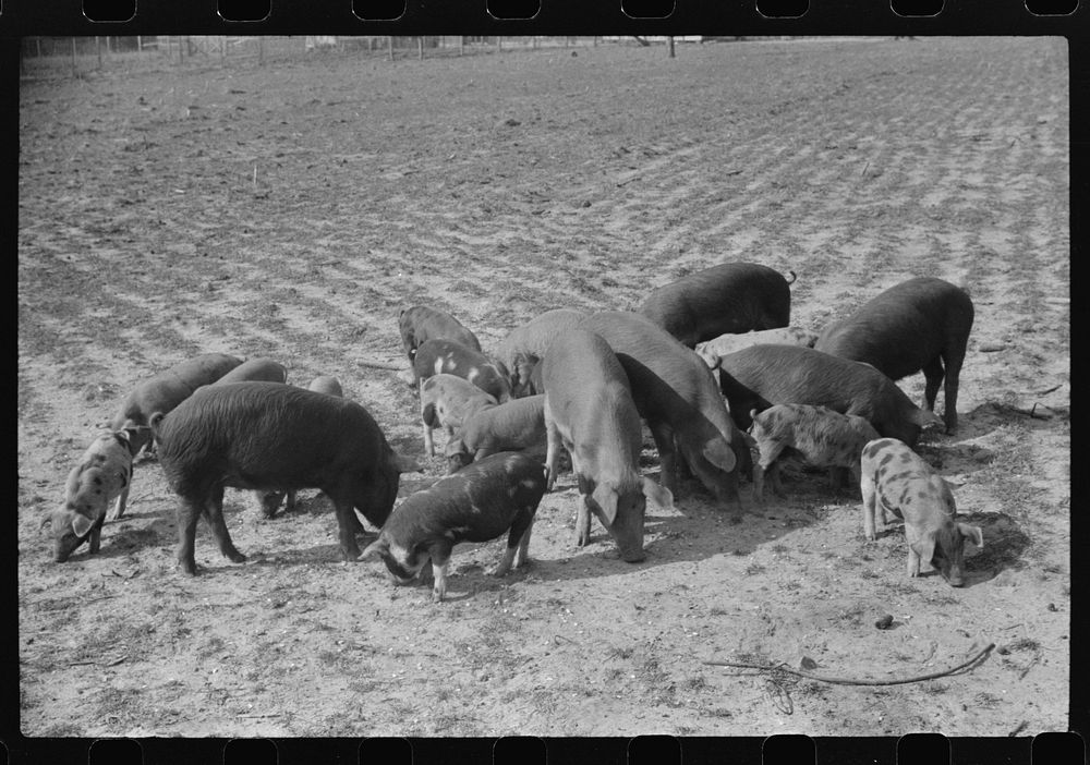 Mr. Jones, FSA (Farm Security Administration) borrower, with his shoats. Coffee County, Alabama by Marion Post Wolcott