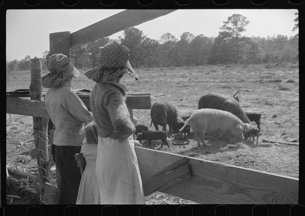 Part of George Cowley's family (rural rehabilitation), looking over pigs in sty. Pike County, Alabama. Sourced from the…