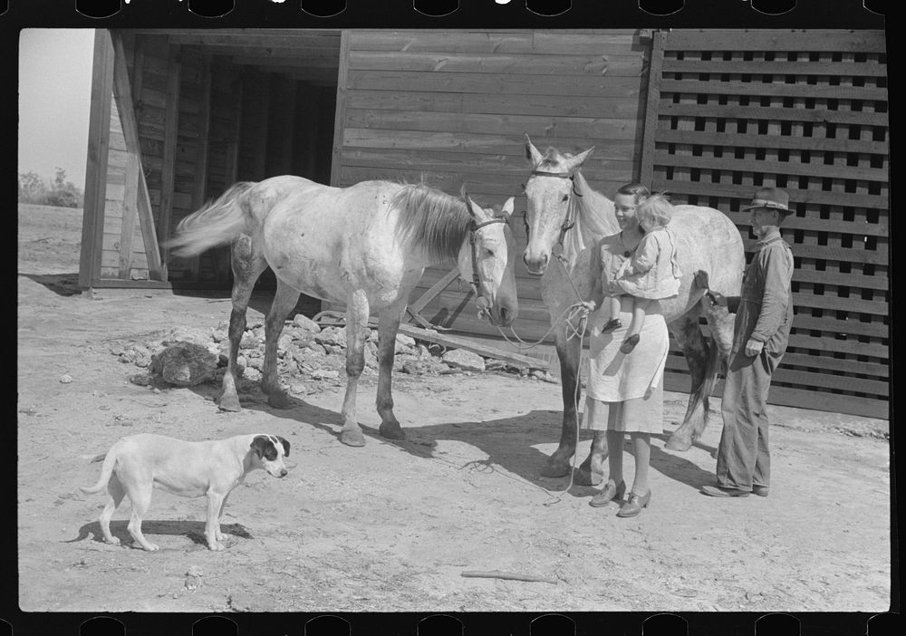 [Untitled photo, possibly related to: Part of George Cowley's family (rural rehabilitation), looking over pigs in sty. Pike…