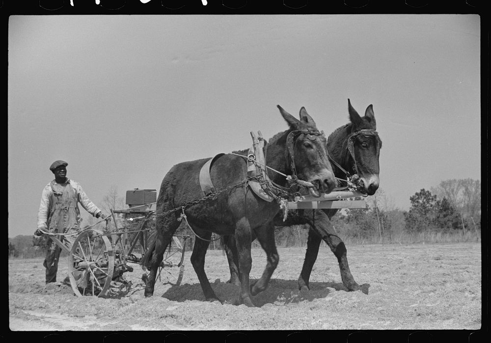 Charlie McGuire (tenant purchase client) with his mules and cultivator, Pike County, Alabama. Sourced from the Library of…