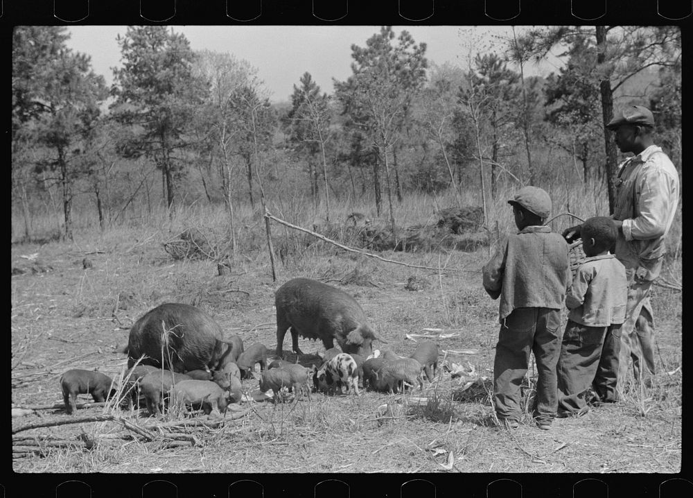 [Untitled photo, possibly related to: Charlie McGuire, his two sons and their sows and some shoats. Tenant purchase family…