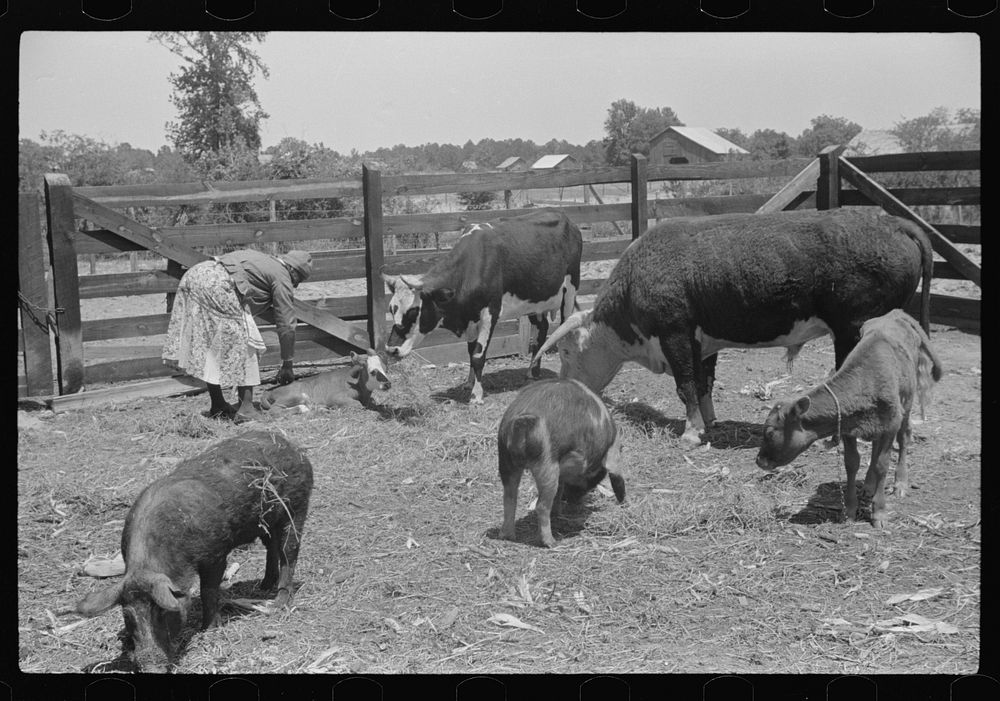 [Untitled photo, possibly related to: Jorena Pettway with some of the Gees Bend livestock, Alabama]. Sourced from the…
