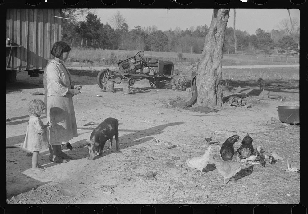 [Untitled photo, possibly related to: Melody Tillery's wife and children with a few of their chickens and pigs (rural…