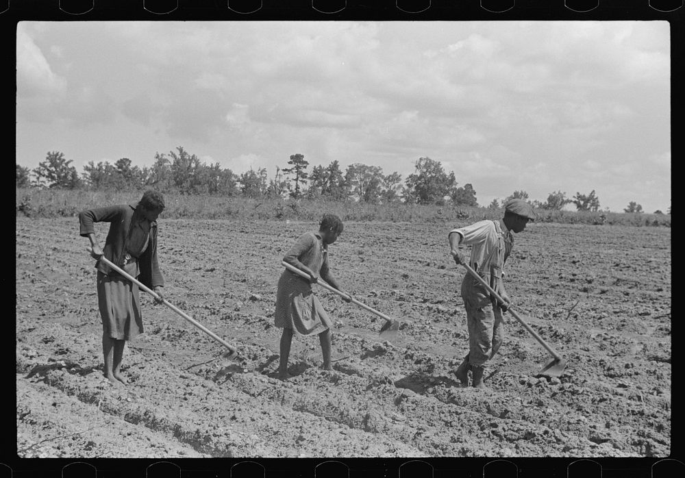 Fanny Lowe's family chopping cotton on Flint River Farms, Georgia by Marion Post Wolcott