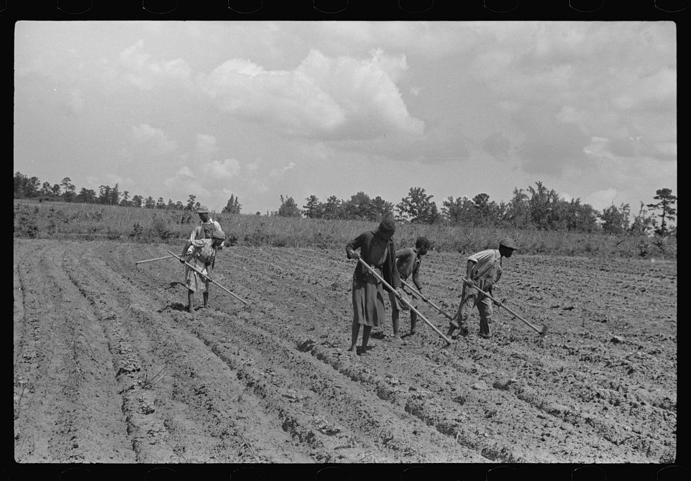 [Untitled photo, possibly related to: Fanny Lowe's family chopping cotton on Flint River Farms, Georgia]. Sourced from the…