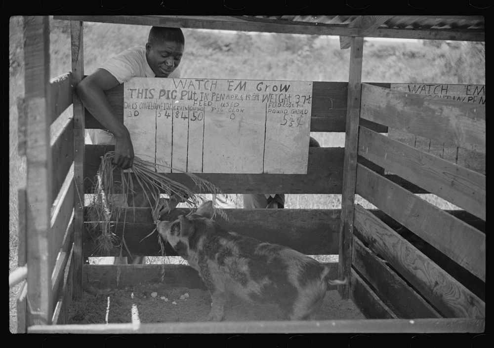 [Untitled photo, possibly related to: Experiment by high school boys showing difference between two ways of feeding hogs…