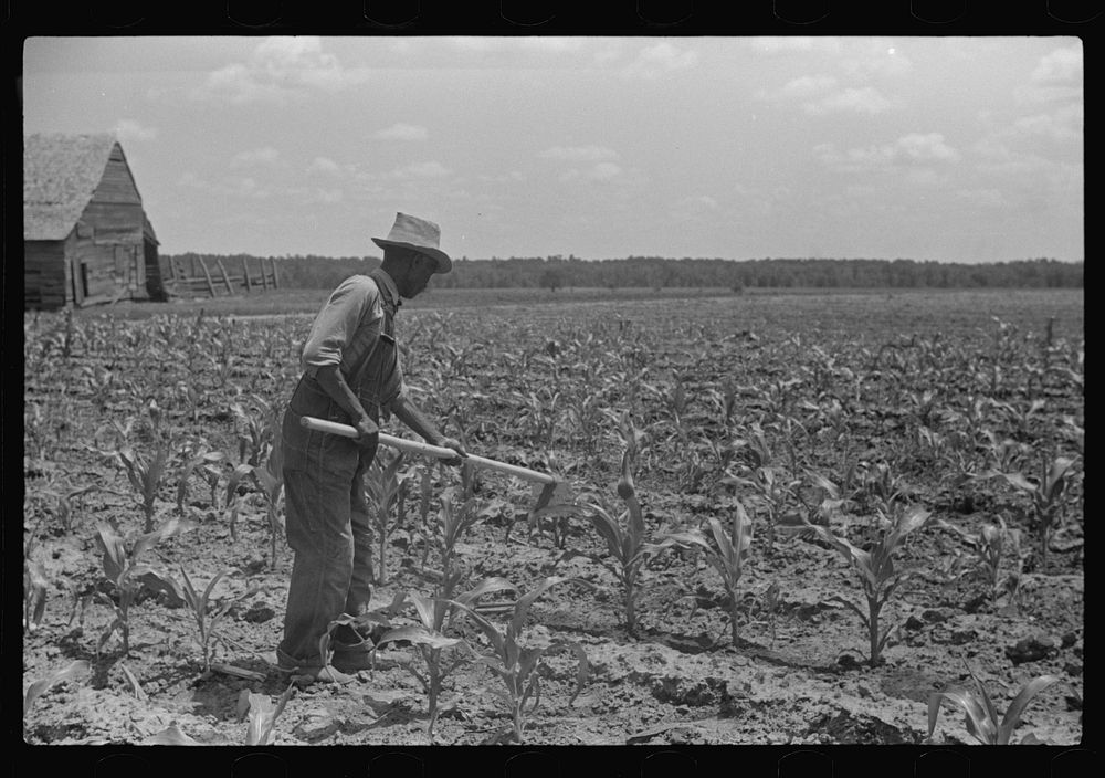 General Tooks, hoeing corn in his garden. Flint River Farms, Georgia. Sourced from the Library of Congress.
