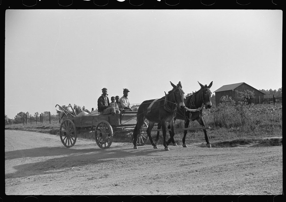 Nolan Pettway's children bringing home wagonload of fertilizer, Gees Bend, Alabama. Sourced from the Library of Congress.