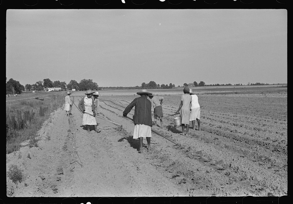 Chopping cotton near Montezuma, Georgia. Sourced from the Library of Congress.