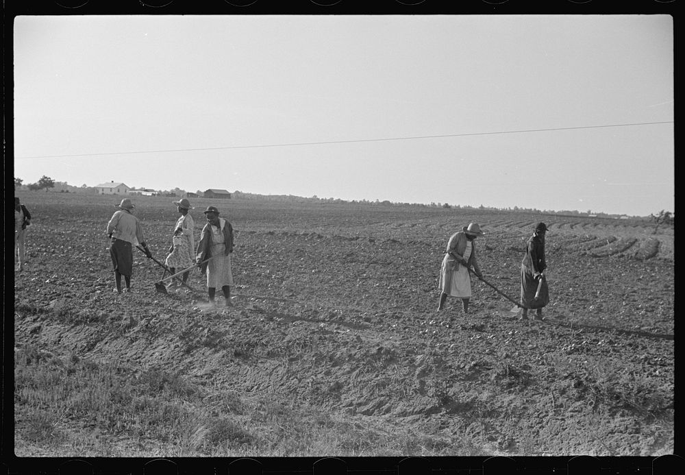 [Untitled photo, possibly related to: Chopping cotton, near Montezuma, Georgia]. Sourced from the Library of Congress.