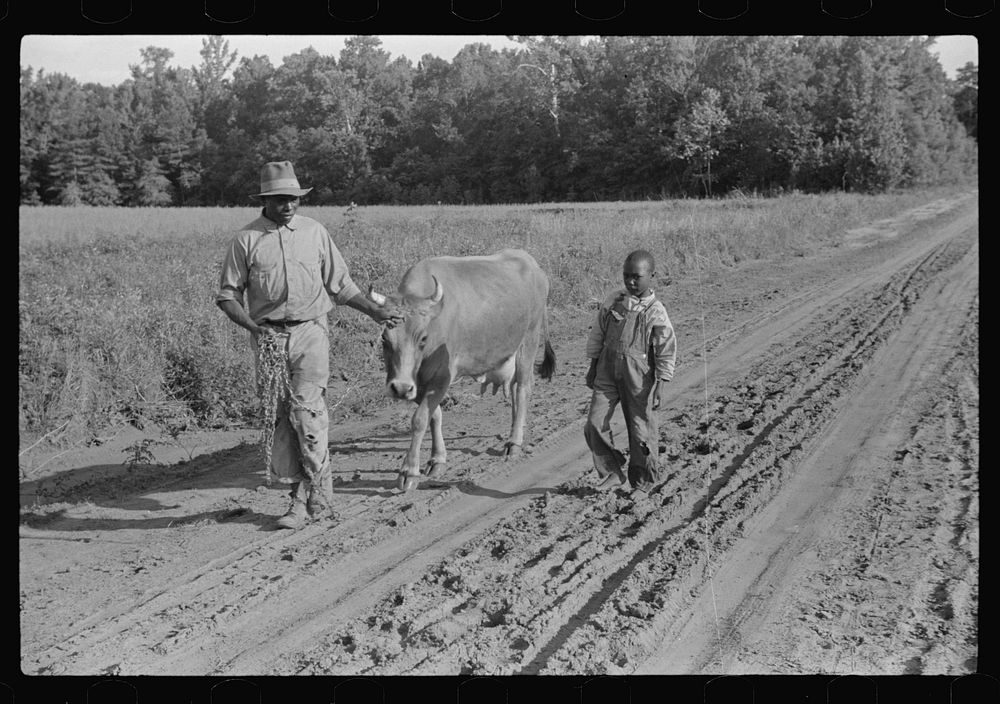 [Untitled photo, possibly related to: Manuel McLandon with some of his livestock, Flint River Farms, Georgia]. Sourced from…