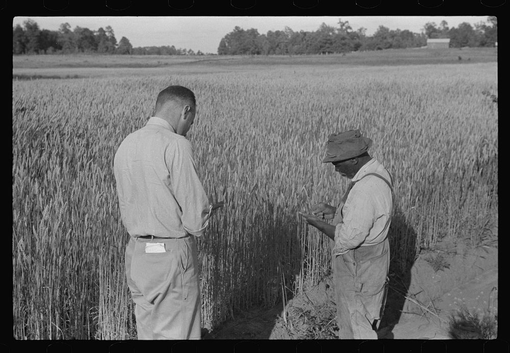 Project manager, Amos Ward, with one of FSA (Farm Security Administration) borrowers, Simon Joiner, examining wheat which is…