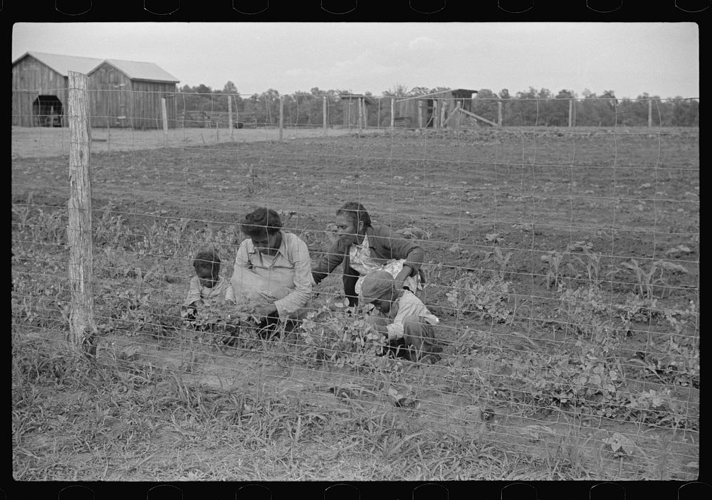 [Untitled photo, possibly related to: Project family picking peas in their garden, Flint River Farms, Georgia]. Sourced from…