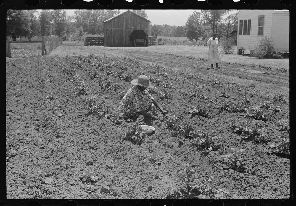 [Untitled photo, possibly related to: Tim Forehand's wife Minnie, scratching Irish potatoes out of their garden patch. Flint…