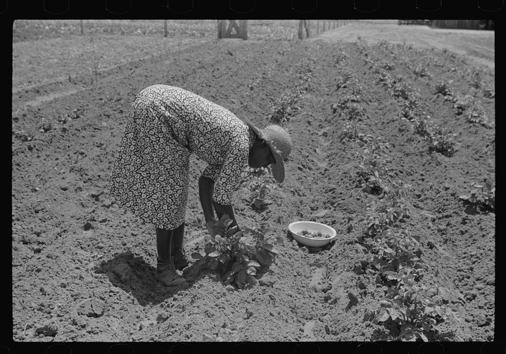 [Untitled photo, possibly related to: Tim Forehand's wife Minnie, scratching Irish potatoes out of their garden patch. Flint…