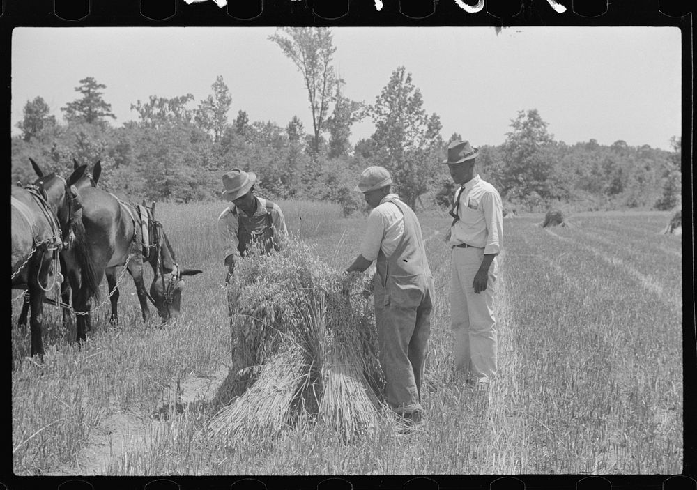 [Untitled photo, possibly related to: Lenny Smith's oats being harvested with neighbor's binder, both project families. A.M.…