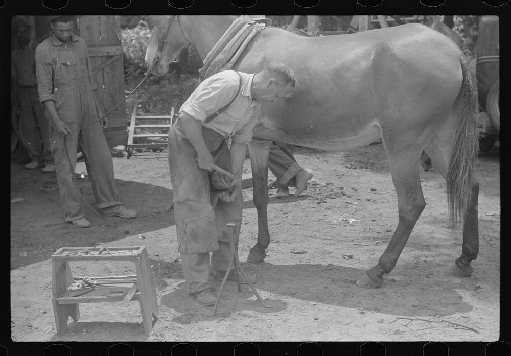 Shoeing a rehabilitation borrower's mule, Greene County, Georgia. Sourced from the Library of Congress.