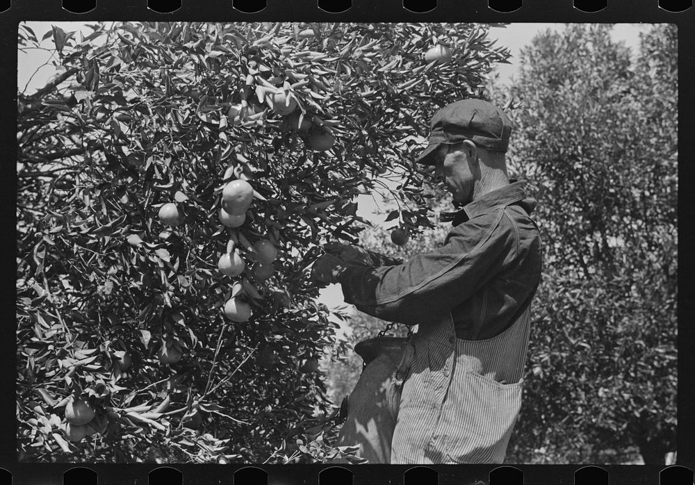 Picking oranges near Lakeland, Florida. Sourced from the Library of Congress.