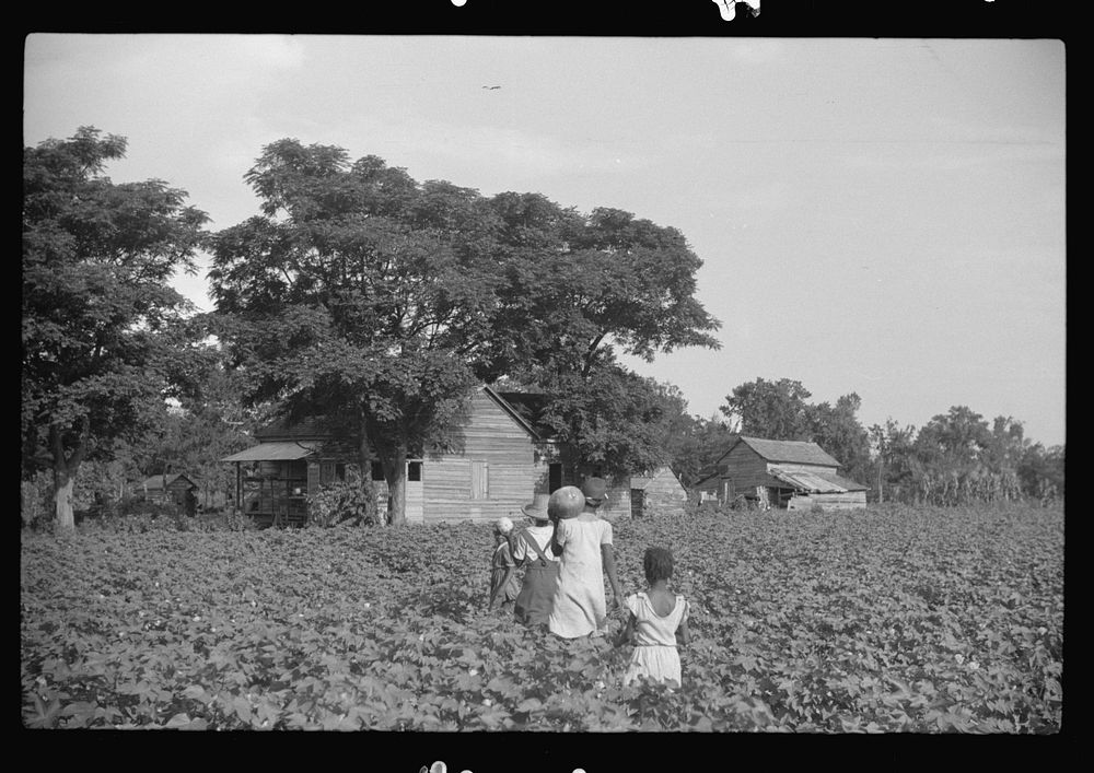 Pauline Clyburn's children, rehabilitation borrowers, coming out of field, Manning, Clarendon County, South Carolina.…
