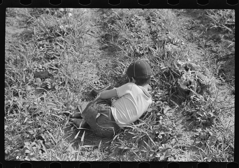 [Untitled photo, possibly related to: Strawberry pickers near Lakeland, Florida]. Sourced from the Library of Congress.