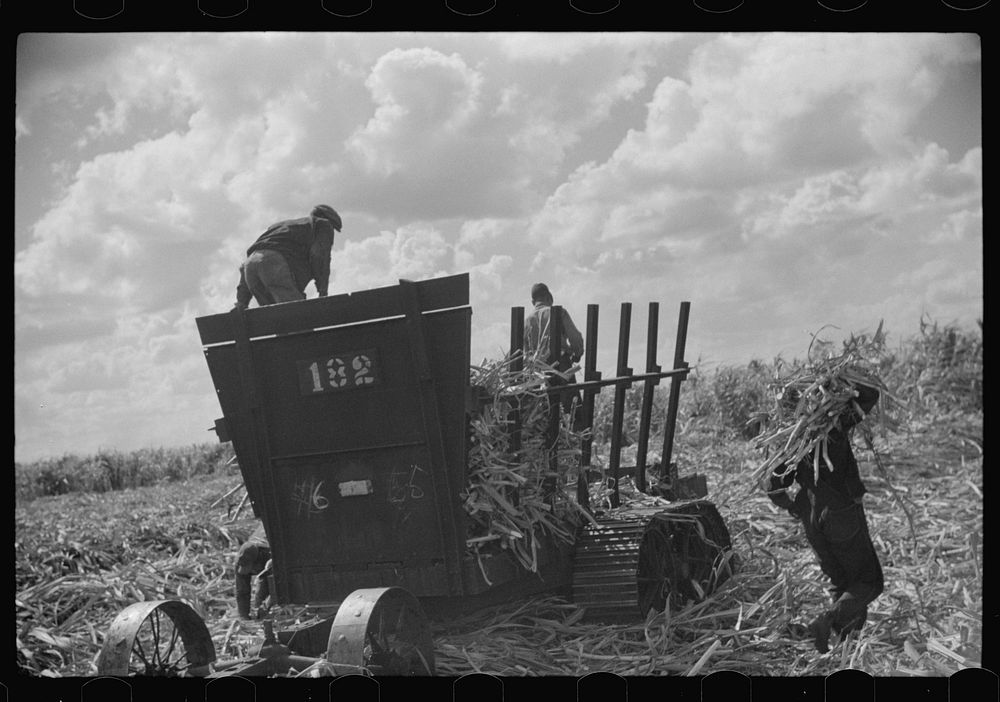 [Untitled photo, possibly related to: Harvesting sugarcane, United States Sugar Corporation, Clewiston, Florida]. Sourced…
