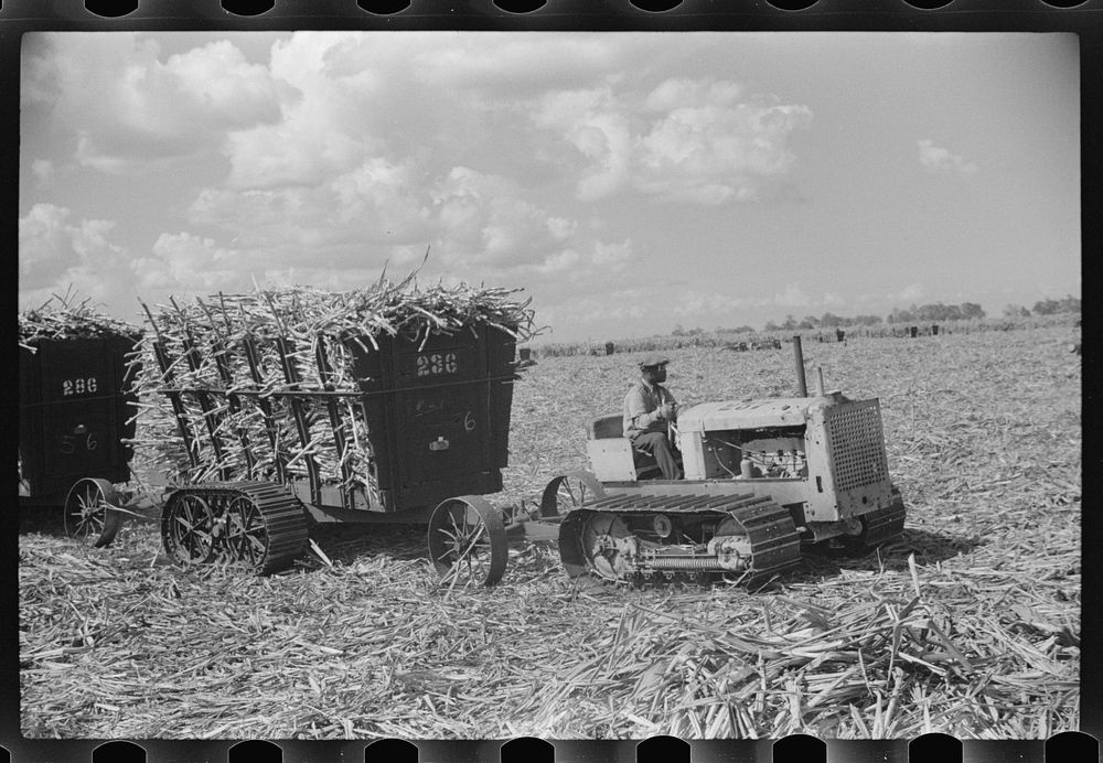 Harvesting sugarcane, United States Sugar Corporation, Clewiston, Florida. Sourced from the Library of Congress.