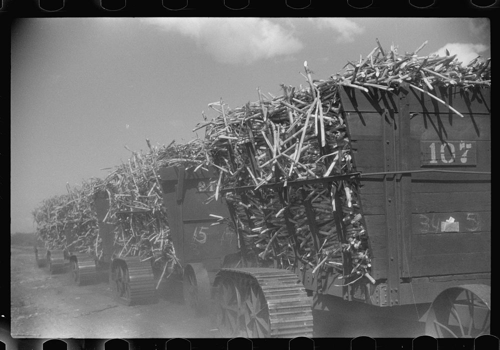 [Untitled photo, possibly related to: Harvesting sugarcane, United States Sugar Corporation, Clewiston, Florida]. Sourced…