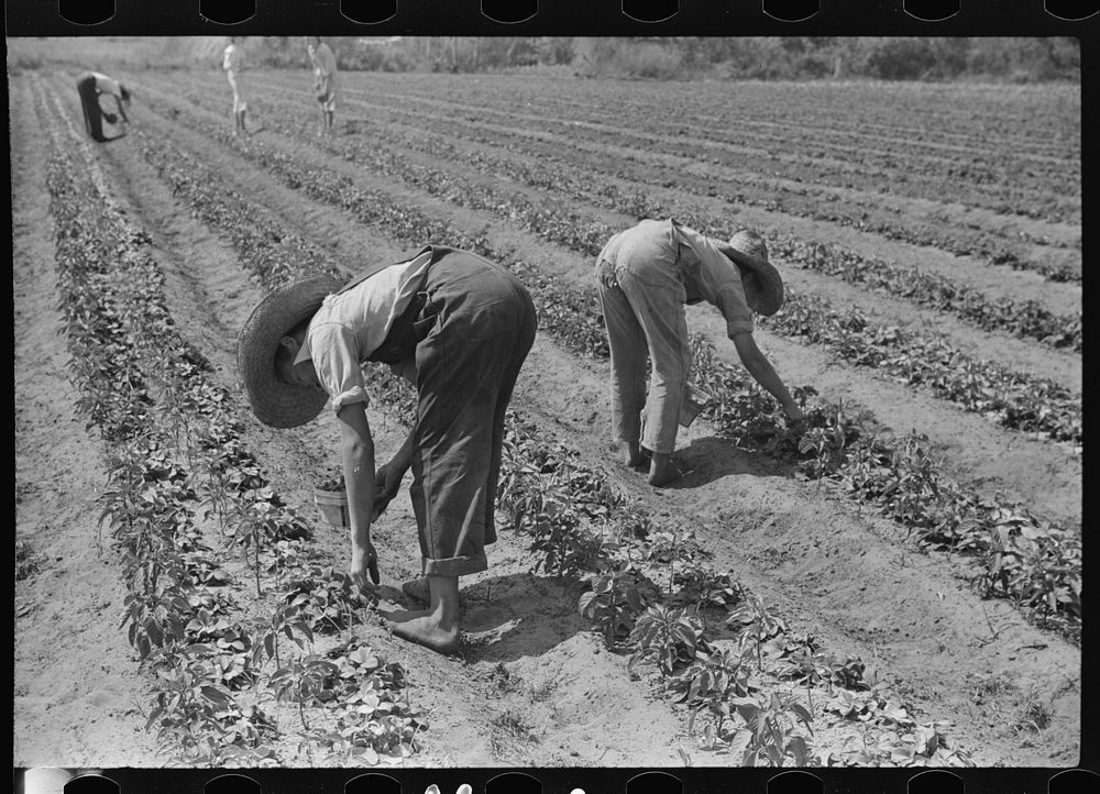 Strawberry pickers Lakeland, Florida (see Free Photo rawpixel