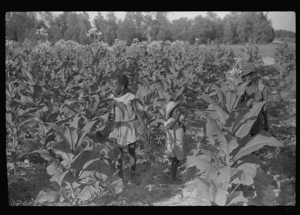 [Untitled photo, possibly related to: Pauline Clyburn's children, rehabilitation borrowers, coming out of field, Manning…