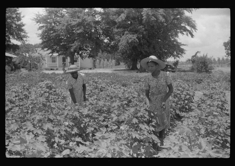 Children of Frederick Oliver, tenant purchase borrower, picking squares in cotton field. Summerton, South Carolina. Sourced…