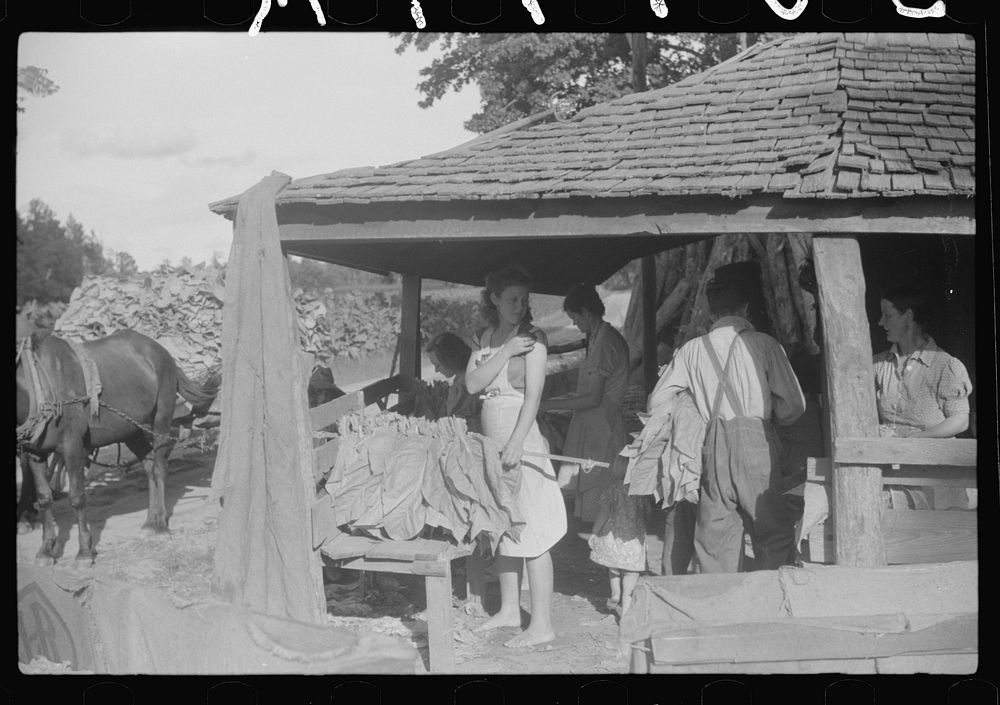 [Untitled photo, possibly related to: Sharecropper family, near Manning, South Carolina, tying tobacco]. Sourced from the…