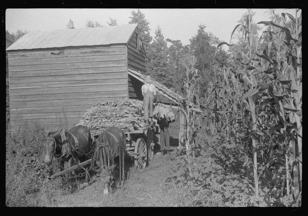 [Untitled photo, possibly related to: Sharecropper family near Manning, South Carolina. One of the sons is "putting in"…