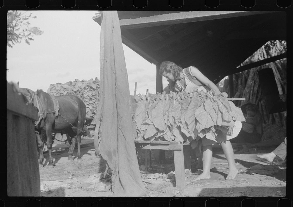 [Untitled photo, possibly related to: Sharecropper family, near Manning, South Carolina, tying tobacco]. Sourced from the…