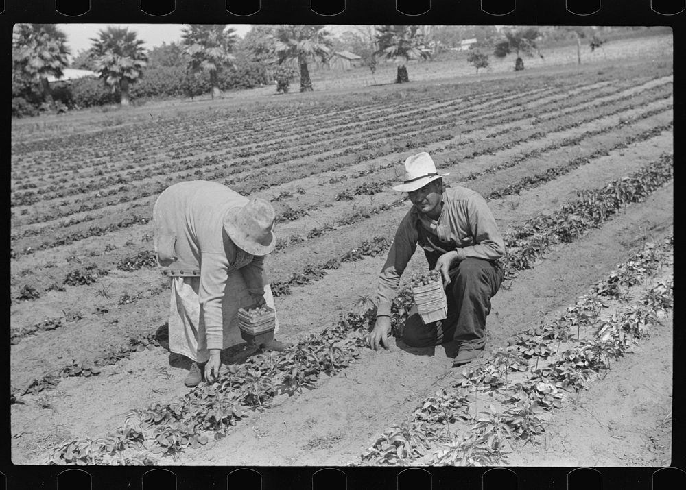 [Untitled photo, possibly related to: Strawberry pickers near Lakeland, Florida (see general captions no. 3 and no. 4)].…