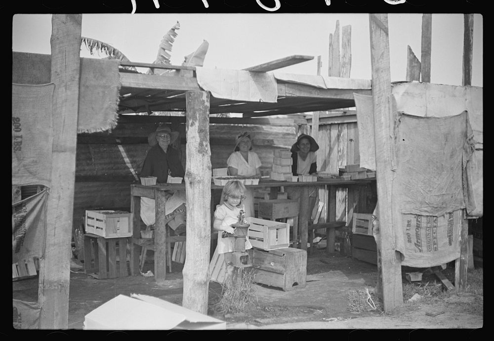 [Untitled photo, possibly related to: Strawberry pickers near Lakeland, Florida (see general captions no. 3 and no. 4)].…