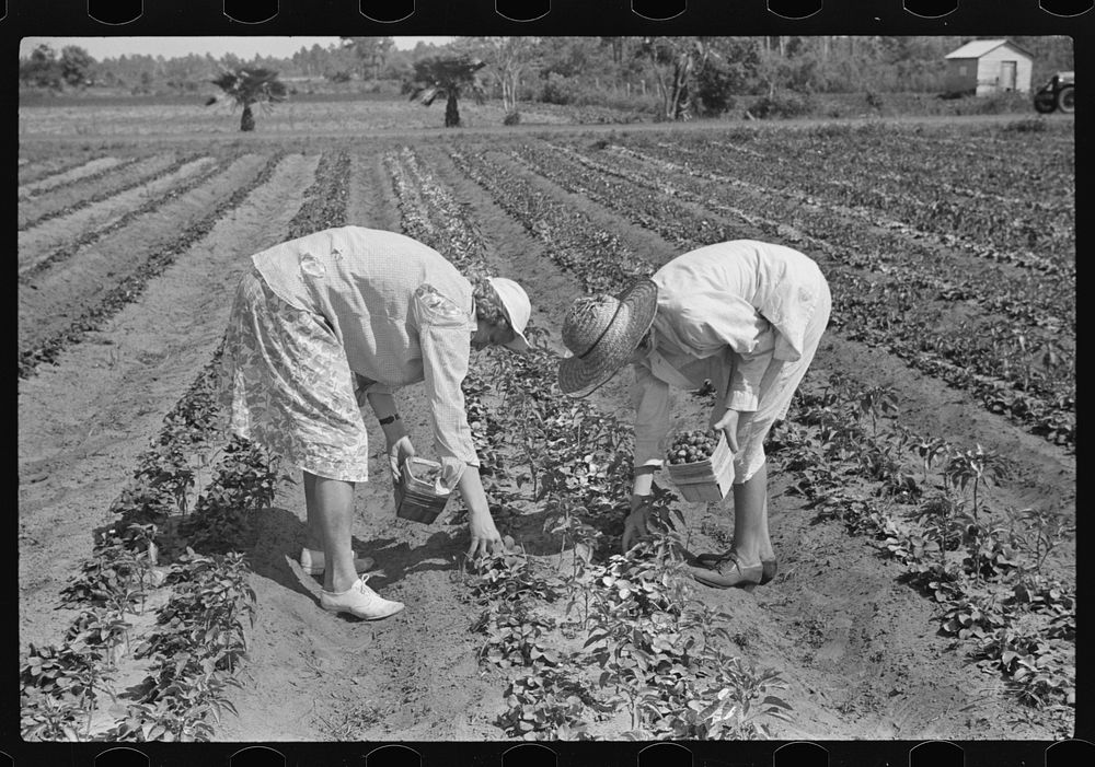 Strawberry pickers near Lakeland, Florida (see general captions no. 3 and no. 4). Sourced from the Library of Congress.