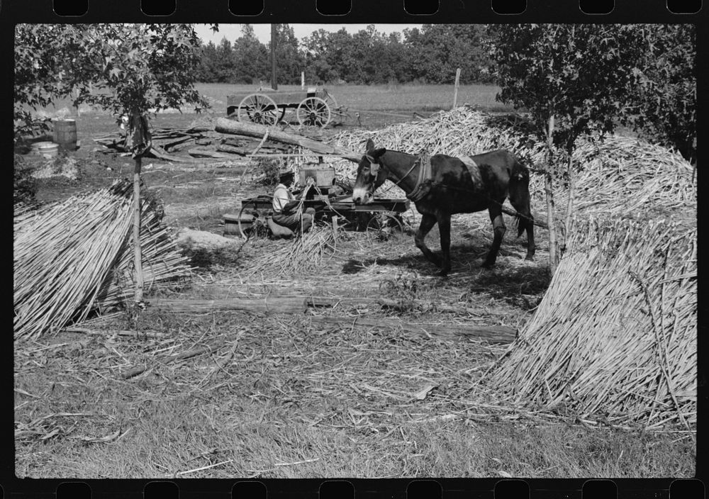 [Untitled photo, possibly related to: A portable cane mill. The owner gets every sixth gallon for making the sorghum syrup.…