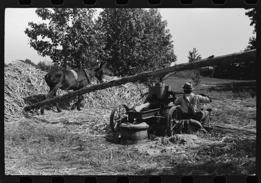 [Untitled photo, possibly related to: Feeding the sorghum cane into the mill to make syrup on property of Wess Cris, a…
